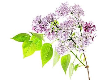 《史莱姆牧场2》销量突破100万 2月8日内容更新上线